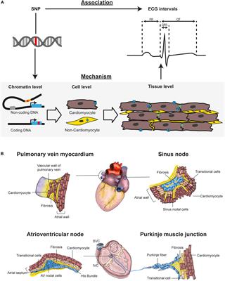 From Genome-Wide Association Studies to Cardiac Electrophysiology: Through the Maze of Biological Complexity